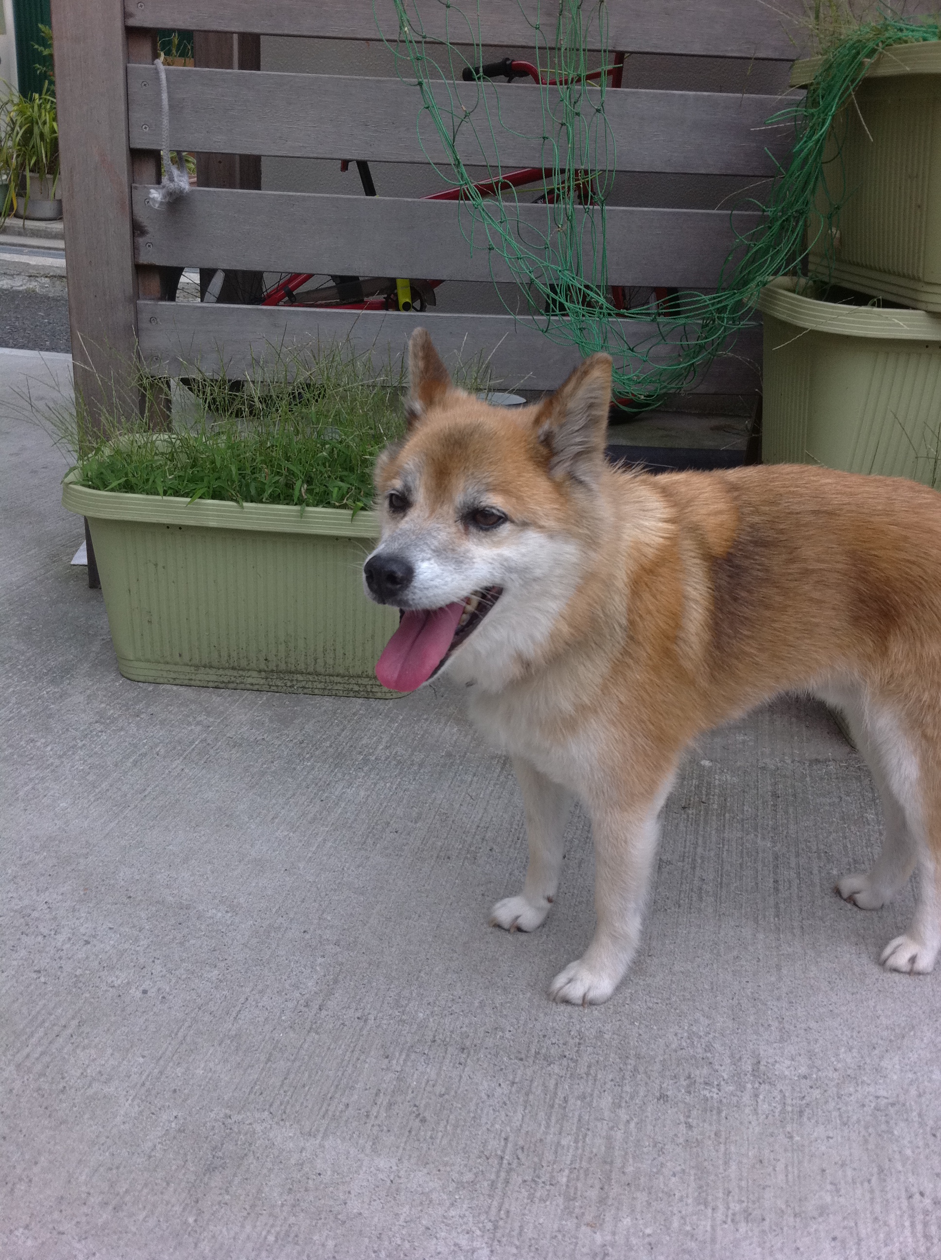 横須賀柴犬迷い犬 インテリア リフォームのクエストルーム スタッフブログ